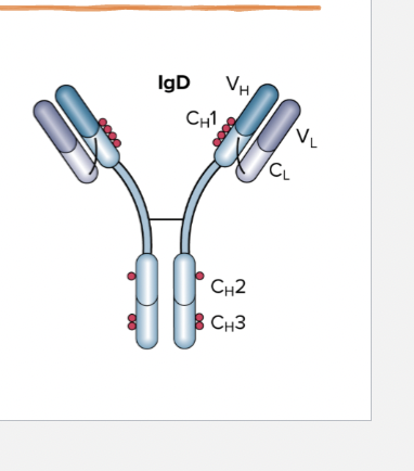 <p>Where is IgD usually found?</p>
