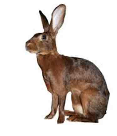 <p>3-4kg</p><p>Clever</p><p>Friendly </p><p>Skittish </p>