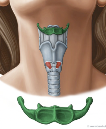 <p>demonstrates interconnection of the phonatory and articulatory systems</p>