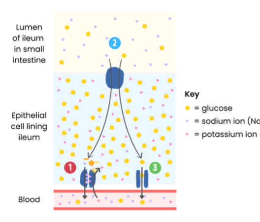 <p></p><p>● Na+ actively transported from epithelial cells to blood (by Na+/K+ pump)</p><p>● Establishing a conc. gradient of Na+ (higher in lumen than epithelial cell)</p><p> ● Na+ enters epithelial cell down its concentration gradient with glucose against its concentration gradient</p><p>● Via a co-transporter protein</p><p> ● Glucose moves down a conc. gradient into blood via facilitated diffusion</p><p> <mark data-color="red">The movement of sodium can be considered indirect / secondary active transport, as it is reliant on a concentration gradient established by active transport.</mark></p>