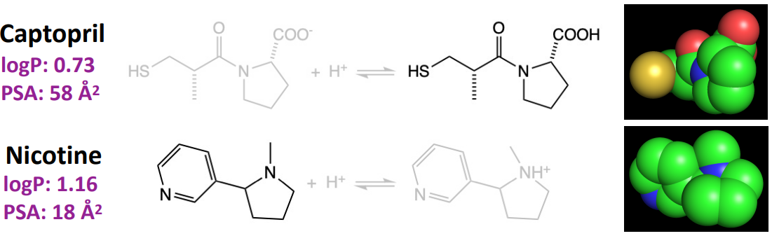 <p>Which drug is more lipid-soluble? Captopril or Nicotine?</p>