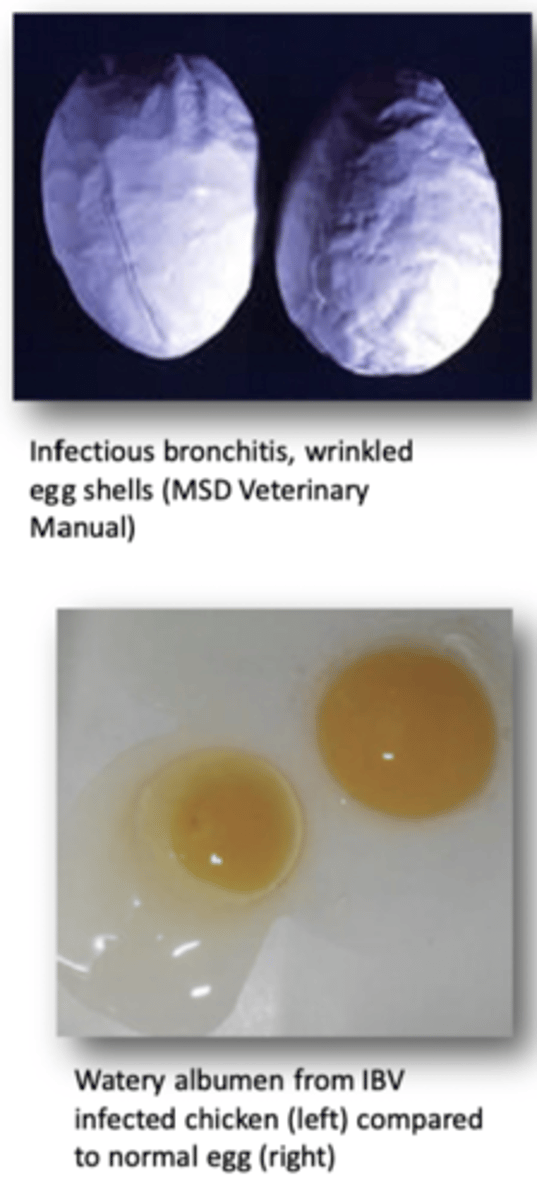 <p><strong>1. </strong>Drops up to 70%</p><p><strong>2.</strong> Eggs misshapen, thin/soft/pale/rough shells</p><p><strong>3. </strong>Returns to normal after 8 weeks</p><p><strong>4.</strong> Causes Permanent Oviduct Damage</p>