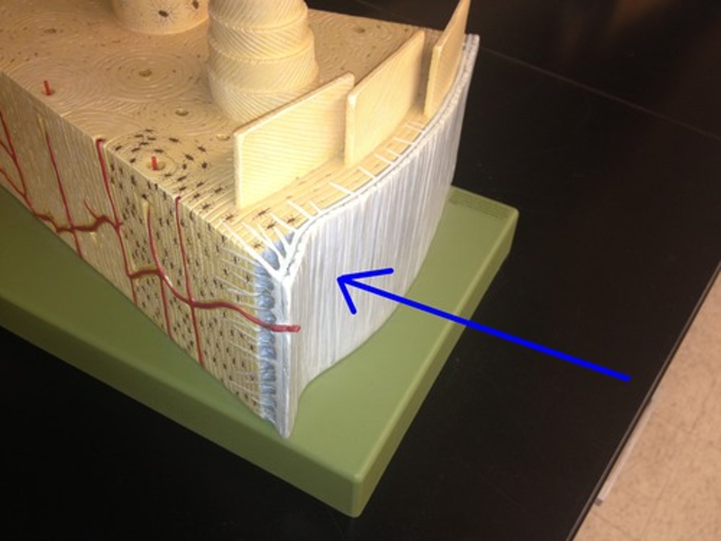 <p>Double-layered connective tissue that covers and nourishes the bone.</p>