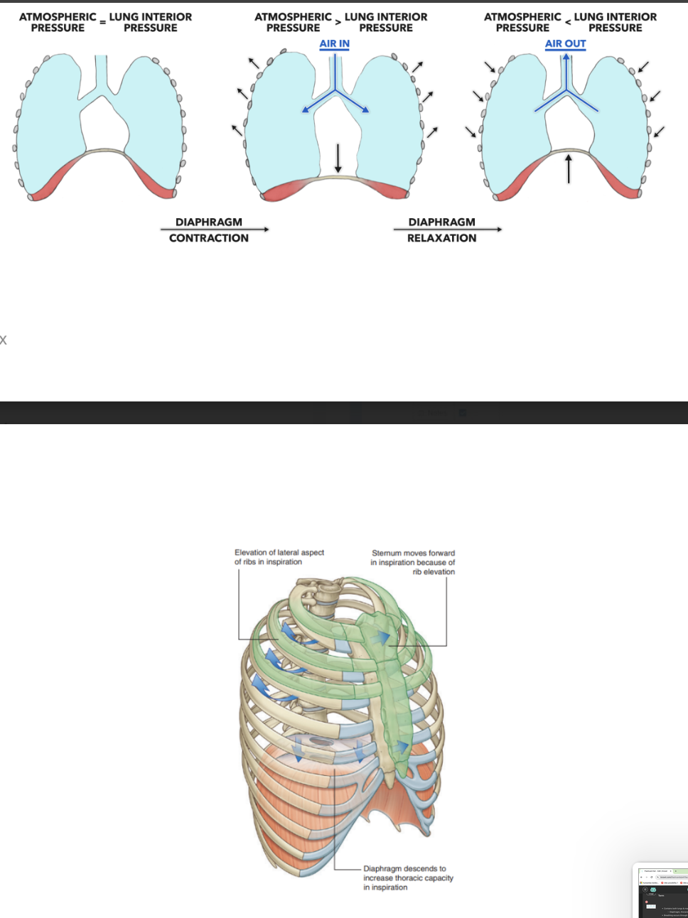 <ul><li><p>Contains both lungs &amp; machinery necessary for breathing —</p><ul><li><p>Diaphragm, thoracic wall, &amp; ribs</p></li></ul></li><li><p>Breathing occurs through the establishment of pressure differences, up &amp; down movements of the diaphragm, and lateral &amp; anterior movements of the thoracic wall (via rib movement) </p></li></ul>