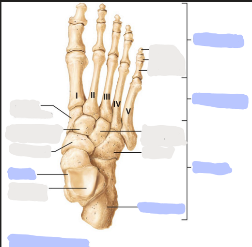 <p>Where are the<strong> Metatarsals?</strong></p>