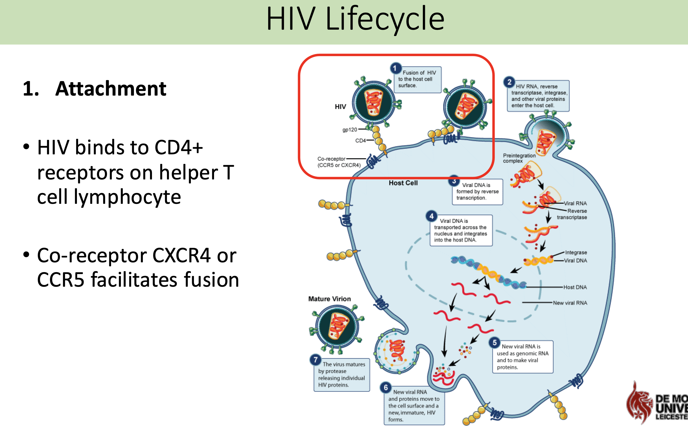 <p>HIV binds to CD4+ receptors on helper T <span>cell lymphocyte</span></p><p class="p1"><span>Co-receptor CXCR4 or </span>CCR5 facilitates fusion </p>