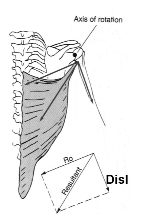 <p><span><span>degree of parallel forces generated on the lever (bone and joint) when the muscle's angle of pull is greater than 90 degrees</span></span></p>