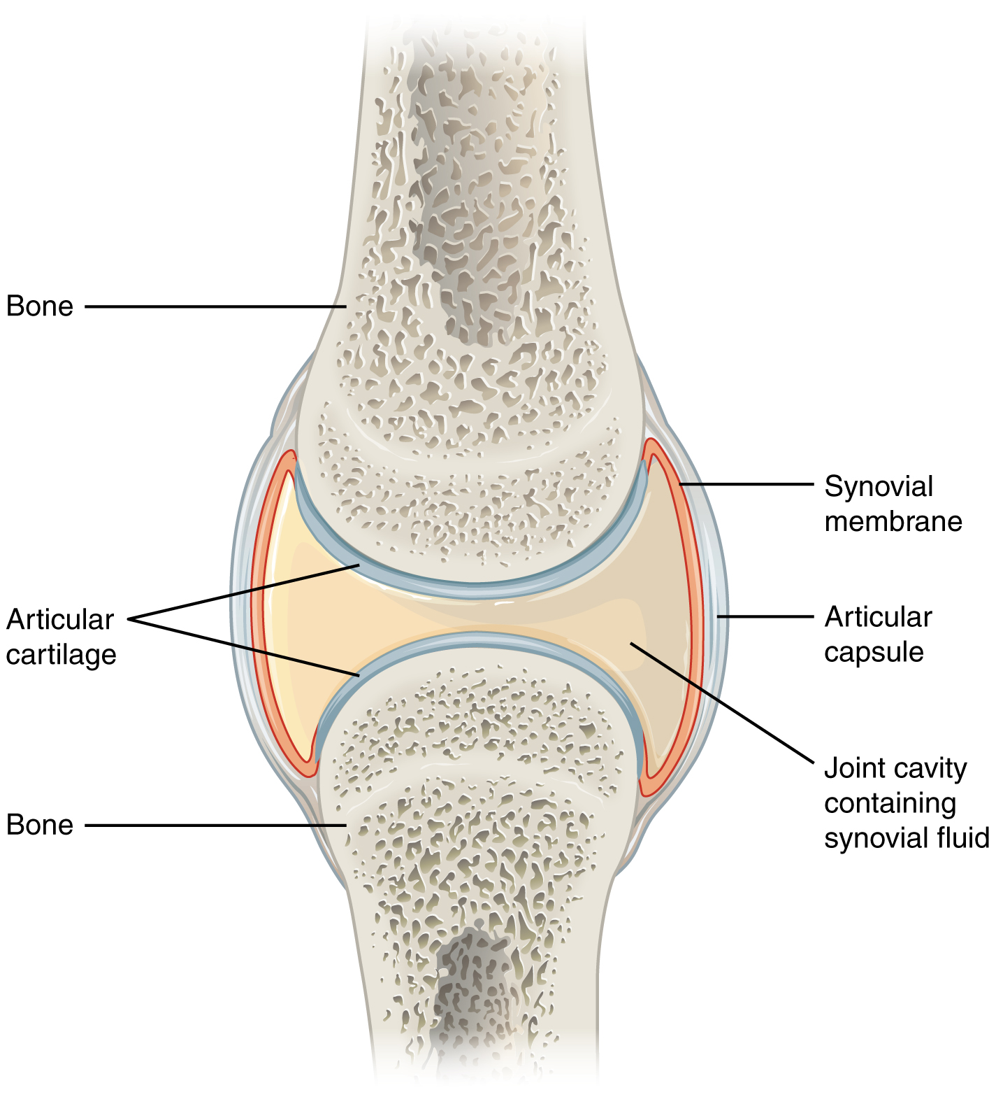 <p>thick, lubricating fluid that fills the interior of a synovial joint</p>