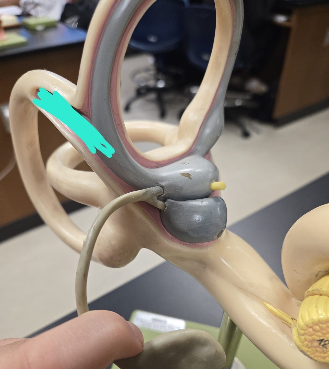 <p>Inner ear </p>