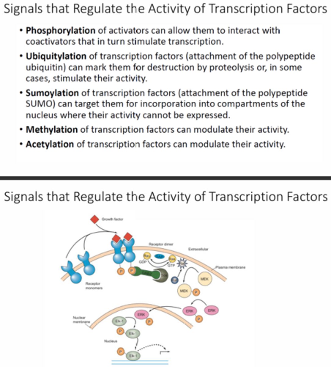 <p>Signal transduction is key to when genes are transcribed because the cascade can alter when genes are being transcribed based on the conditions outside of the cell or depending on the cell type/location. These cascades can lead to the activation of enhancers/transcription factors to increase transcription or they can inactivate them or they can even lead to the activation of repressors to inhibit transcription.</p>