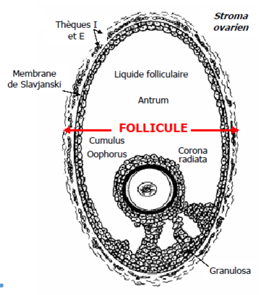 <p>L&apos;ovocyte (bloqué en Prophase I) est entouré d&apos;un amas de cellules folliculeuses appelées <strong>cumulus oophorus</strong> dont la première couche est appelée <strong>corona radiata qui est en contact avec l’ovocyte</strong>.</p>