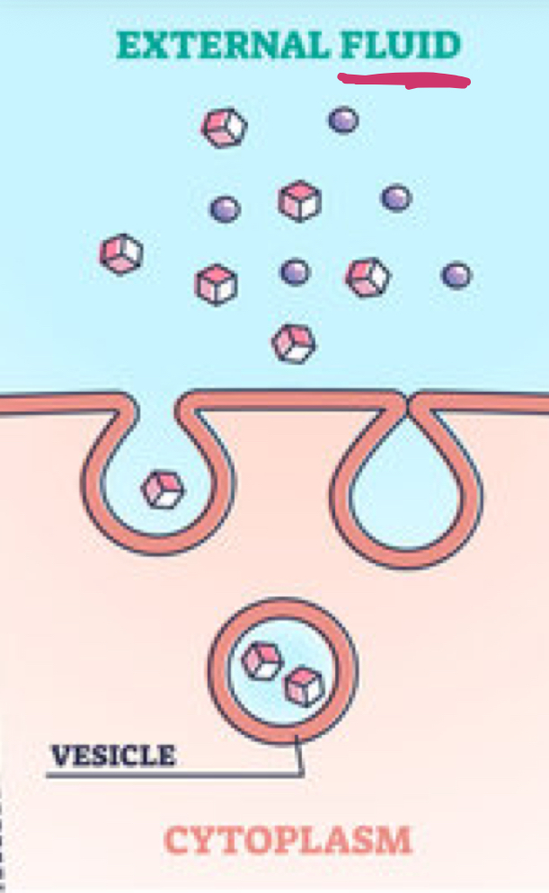 <p>Which type of active transport is being shown?</p>