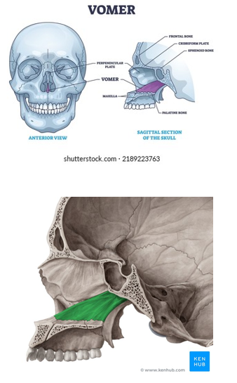 <ul><li><p>articulates with sphenoid bone on its superior border</p></li><li><p><strong>on its inferior border, the vomer articulates with the median palatine suture</strong></p></li></ul><p></p>