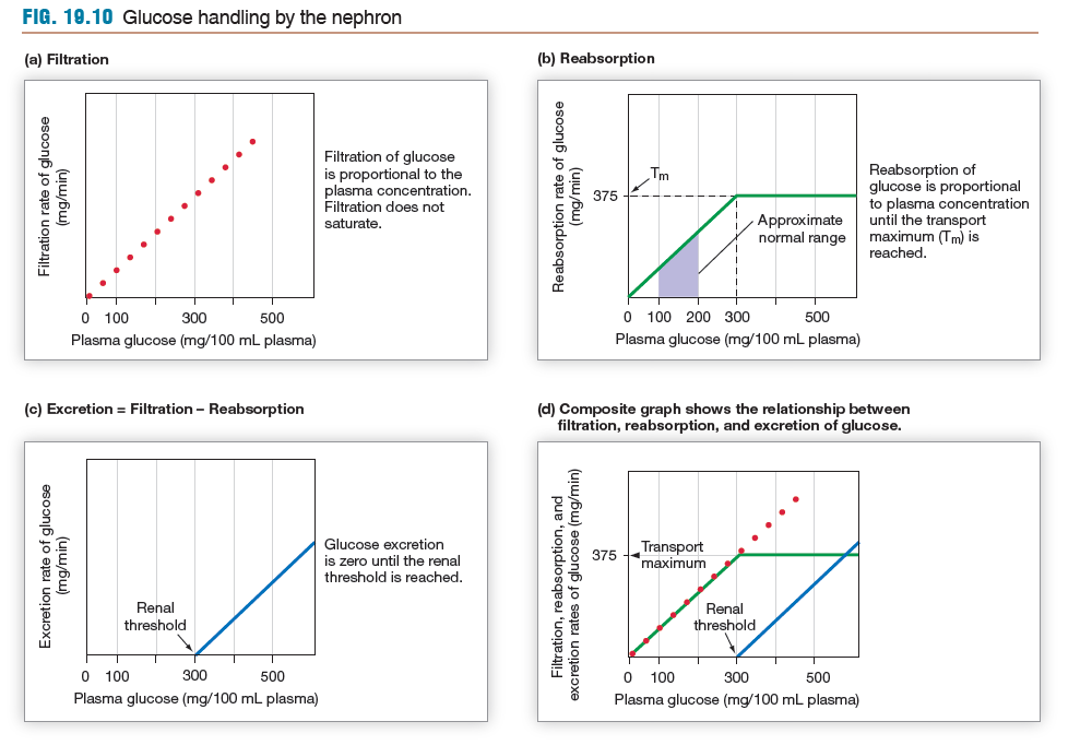 glucose transporters reach a fully saturated state, not allowing any more substrate to be absorbed

(glucose concentration surpasses renal threshold so any extra is excreted)