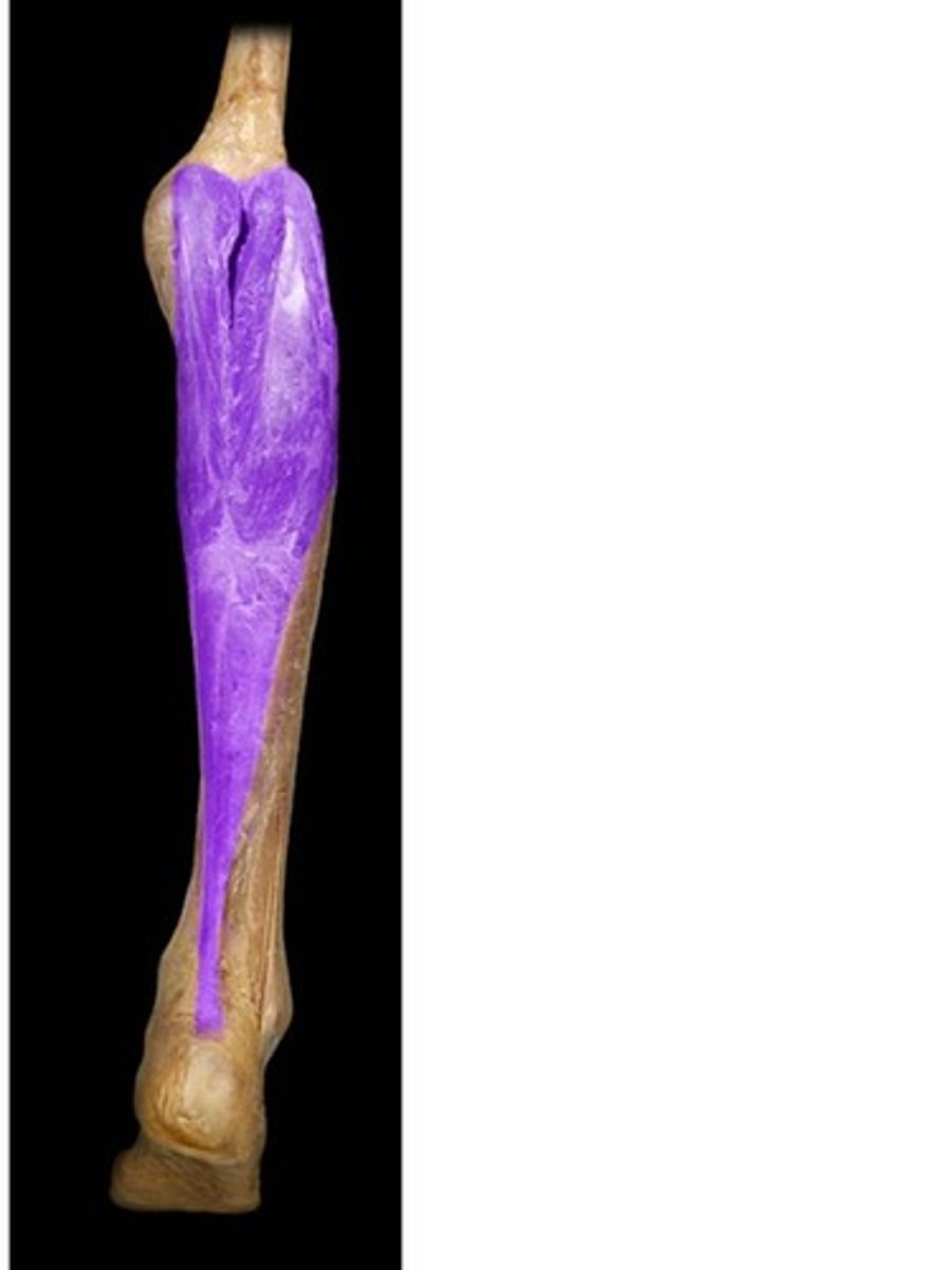 <p>Proximal attachment: Femur (lateral and medial condyles)</p><p>Distal attachment: Calcaneus via calcaneal (achilles) tendon</p><p>Comments, Applications and Relationships: Both heads of this muscle and soleus muscle are referred to collectively as the triceps surae. This M. proximal heads cross the knee joint, therfore will weakly flex the leg at the knee.</p><p>Action: Plantar flexor of the foot at the ankle</p>