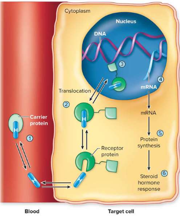 <p>What are steroid hormones and how do they act?</p>