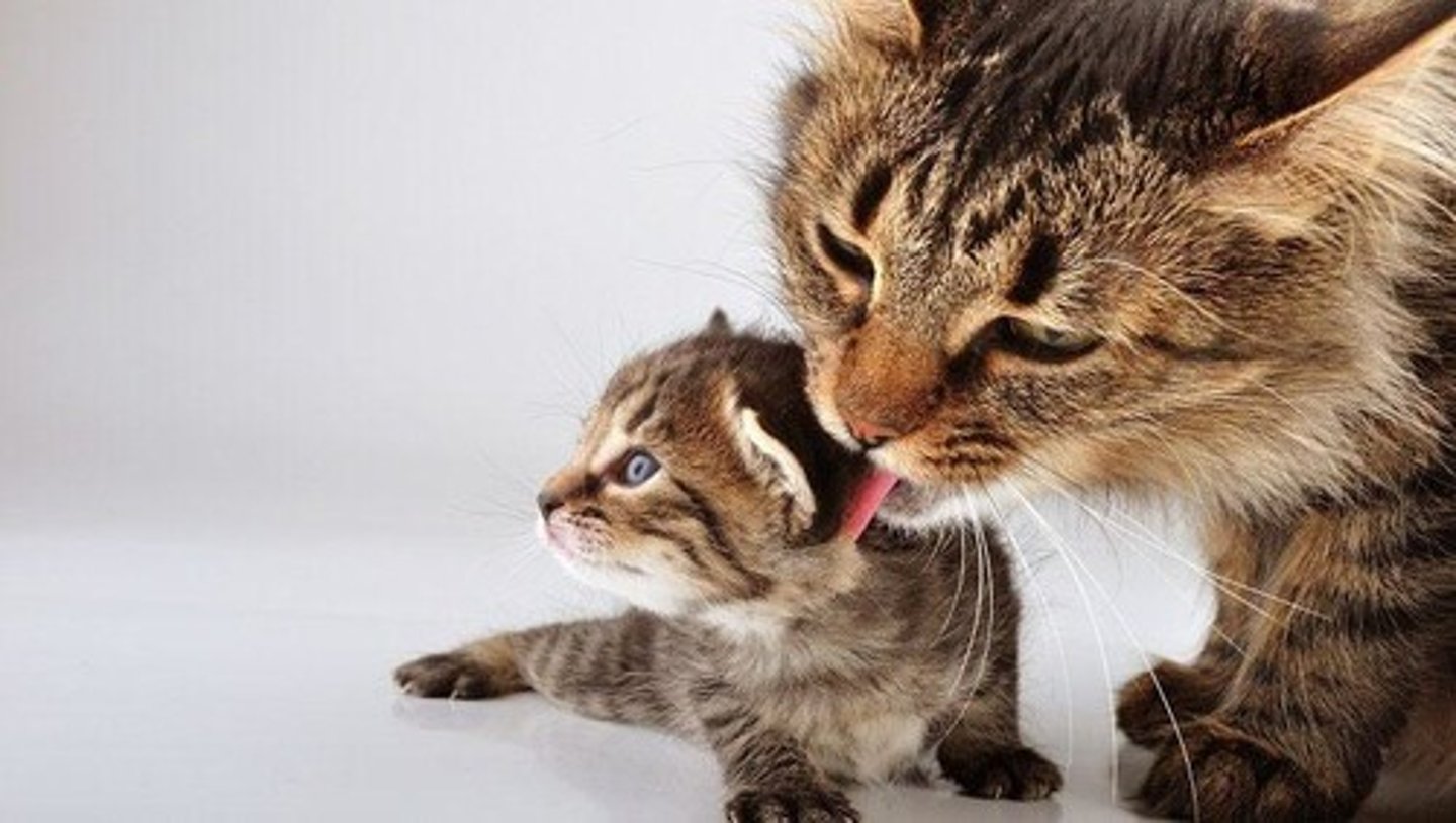 <p>The bond is essential for survival and is influenced by maternal behaviors such as licking and sniffing, as well as separation from other animals at birth.</p>