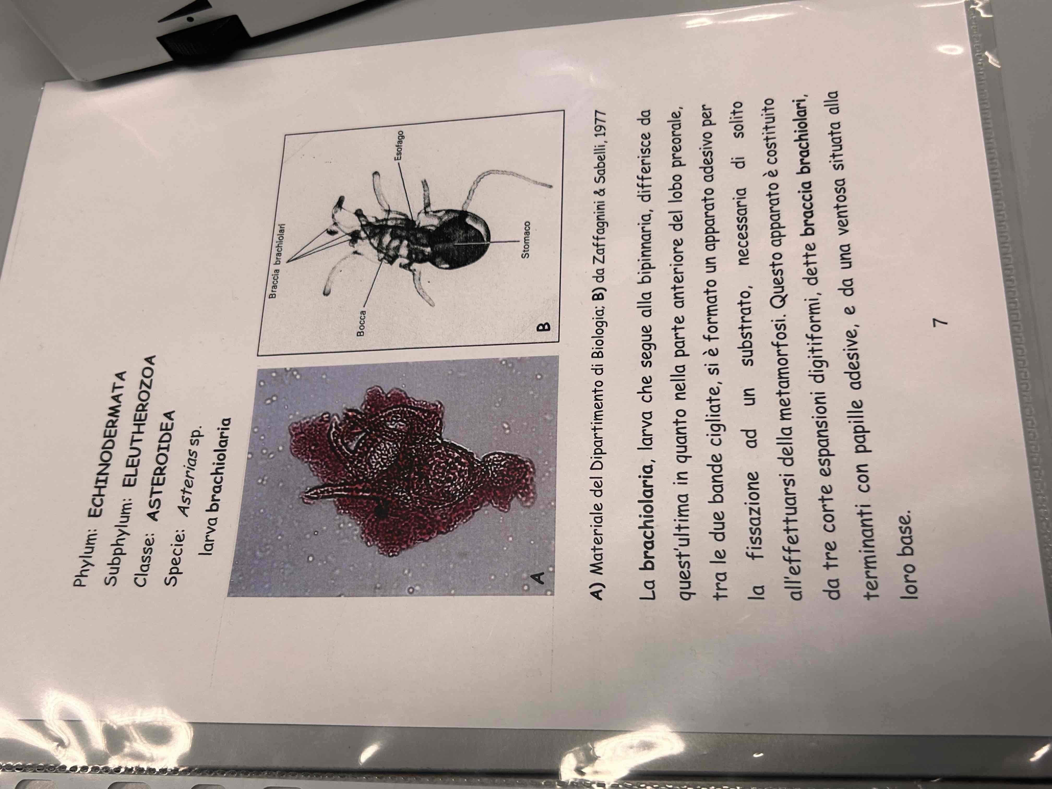 <p>Echinodermata</p><p>Asteroidea</p><p>Asterias sp (larva braciolaria)</p>