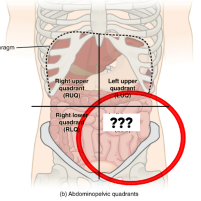 <p>This quadrant contains portions of the intestines &amp; left reproductive organs</p>