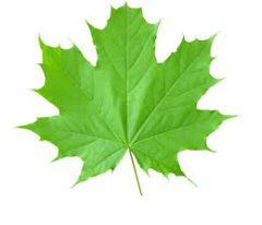 <p>A leaf</p>