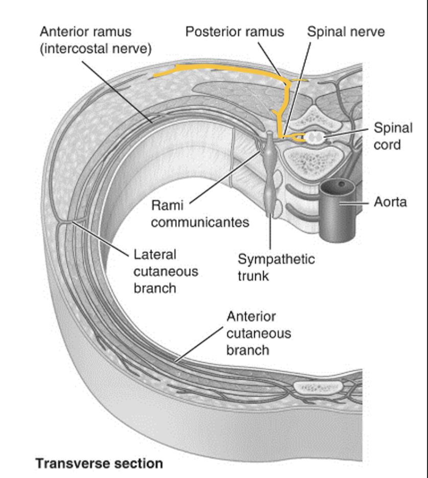 Posterior Rami 

* dorsal 


* carries __sensory info from__ and __motor info to__:
  * the zygapophyseal joints
  * muscles of the deep back 