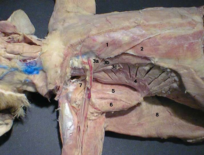 <p>What is the muscle indicated by number 7? What is an attachment point and function?</p>