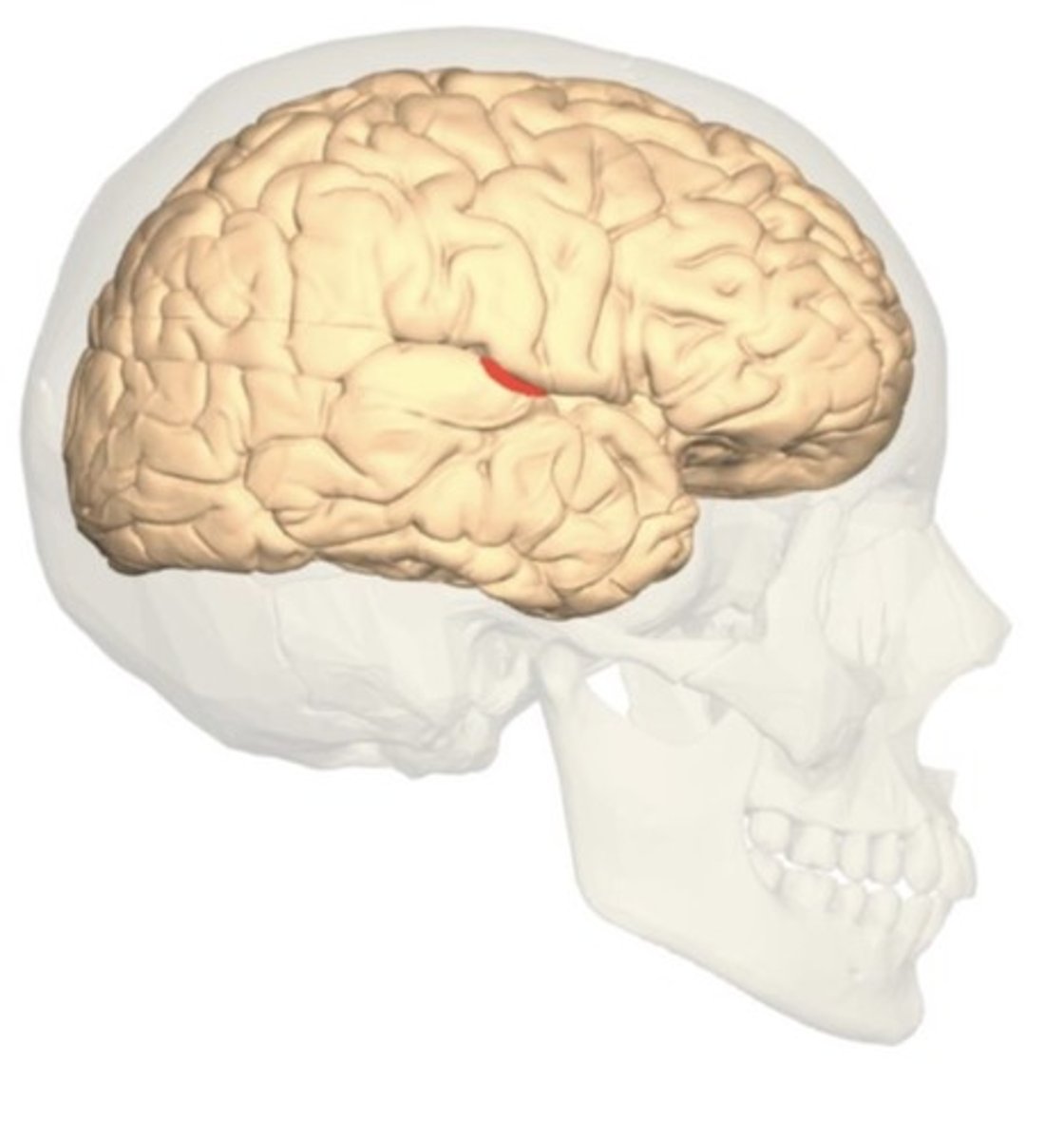 <p>crucial in ability to perceive sound, such as pitch, where the sound orginates from, what is making the sound</p>