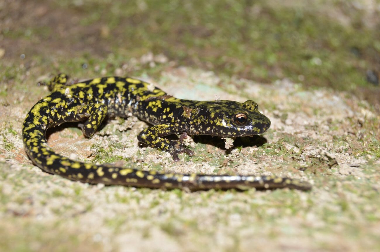 <p>Green Salamander</p>