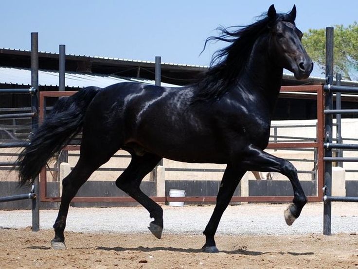 <ul><li><p>Developed in Tennessee</p></li><li><p>Standardbred, Thoroughbred, American Saddle Horse, and Morgan Blood</p></li><li><p><span style="color: red"><strong>“Gentlemen of Equines” </strong></span></p><ul><li><p><span style="color: red"><strong>Gentle disposition</strong></span></p></li><li><p><span style="color: red"><strong>Gliding sensation</strong></span></p></li></ul></li><li><p>Known for “running walk”</p><ul><li><p>Inherited and cannot be taught to a horse who does not have it nautrally</p></li><li><p>4 beat gait w/ gliding motion and a bobbing of the head and swinging of ears w/ each step</p></li></ul></li><li><p>Also have a flat foot walk and canter</p></li><li><p>Plantation horse for owner inspecting immense fields, country doctors who spent long times on a horse, preachers who could plan their sermons</p></li><li><p>Pleasure walking, and show</p></li><li><p>Variety of colors</p></li><li><p>15 - 16 hands</p></li><li><p>1, 000 - 1, 200 lbs</p></li></ul><p></p>