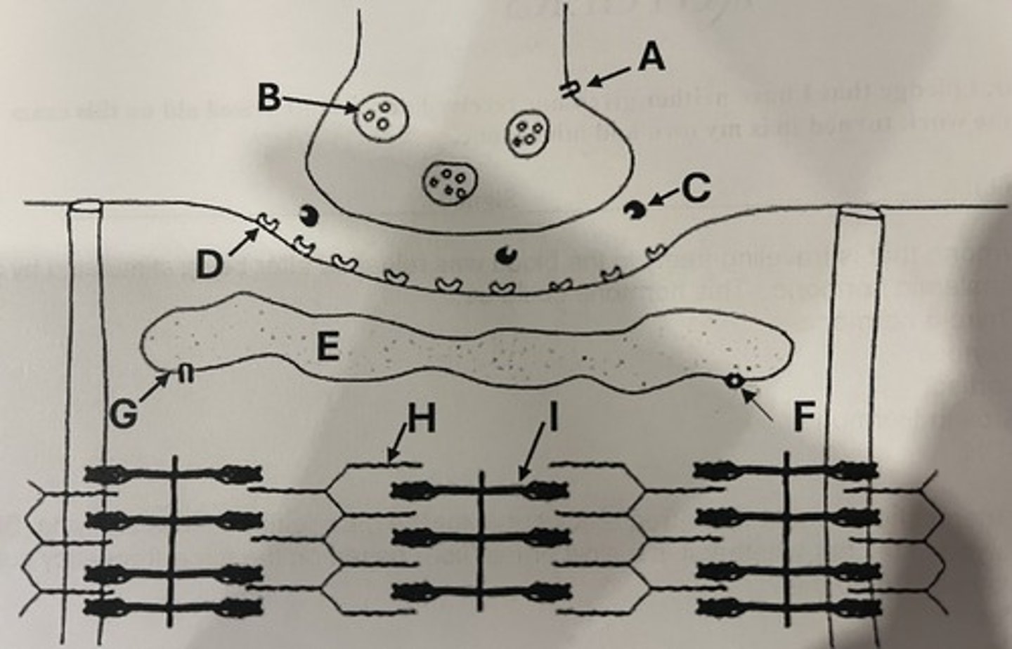 <p>A and G</p>