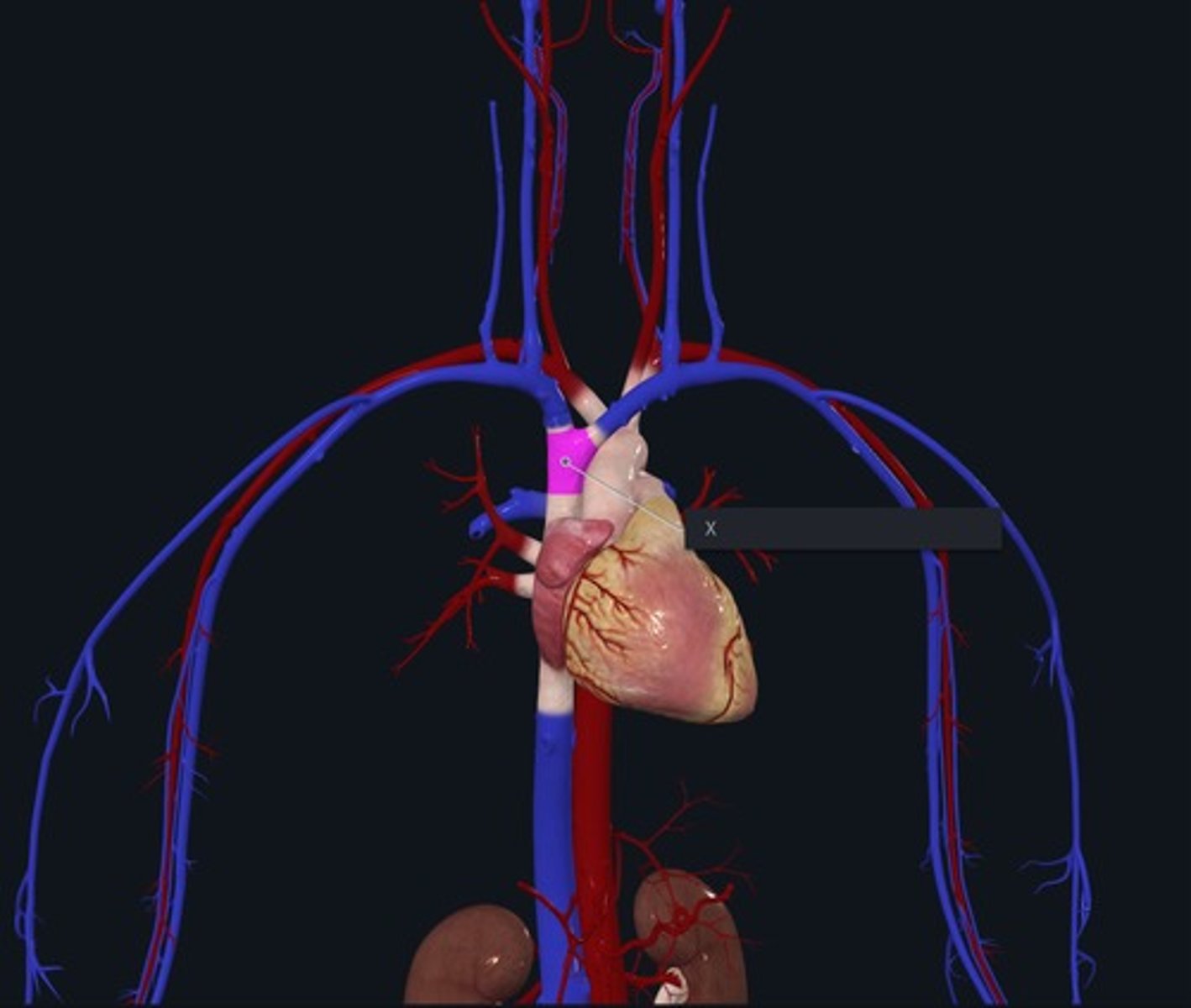 <p>Name the pink highlighted part of the vessel marked with the X</p>