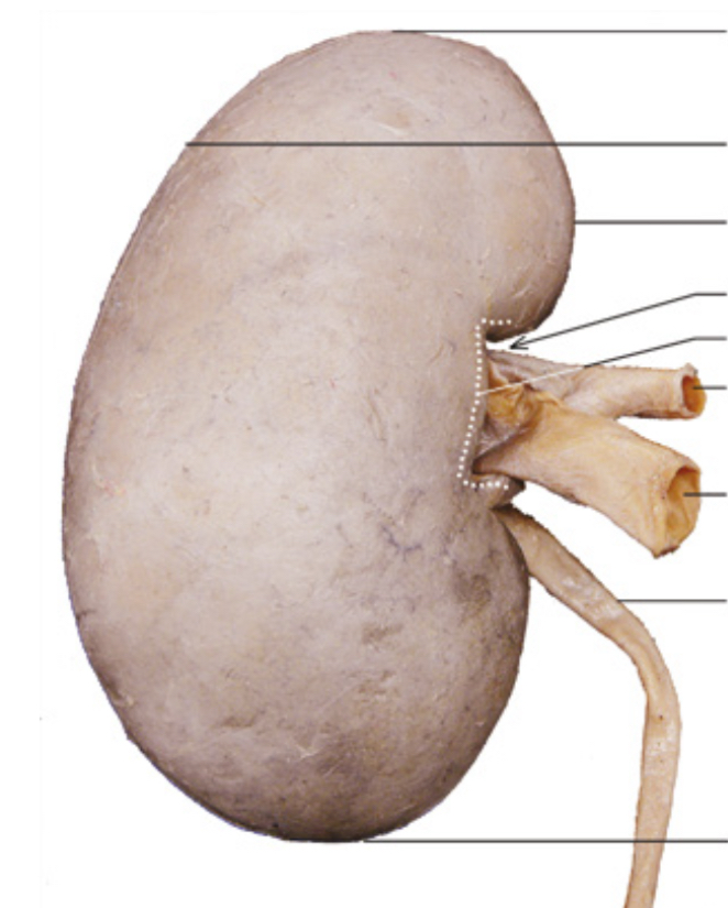 <p>Pas ieina ir iseina is inksto pro inkstu vena?</p>