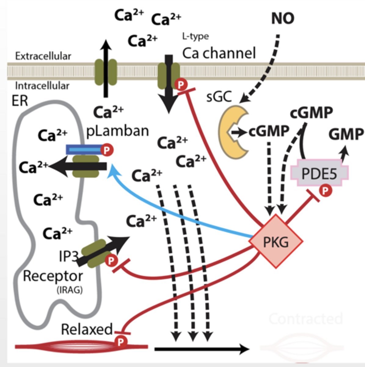 <p>Protein kinase G (PKG) aka cGMP dependent protein kinase </p><p>Serine/threonine kinase Consensus amino acid binding sequence: R R “X” S/T “X” </p><p>What general role does this play? </p><p>Fan out or distribution</p><p>Already </p><p>Ca is keeping muscle contracted </p><p>cGMP being degraded by PDE5 </p><p>1. NO increases cGMP production and activates PKG </p><p>2. PKG inhibits Ca release from ER (less Ca) </p><p>3. PKG inhibits Ca influx from extracellular environment (less Ca)</p><p>4. PKG inhibits myosin complex (no contract) </p><p>5. PKG inhibits PDE5 (more cGMP) </p><p>6. PKG activates Lamban (Ca sequestration)</p>