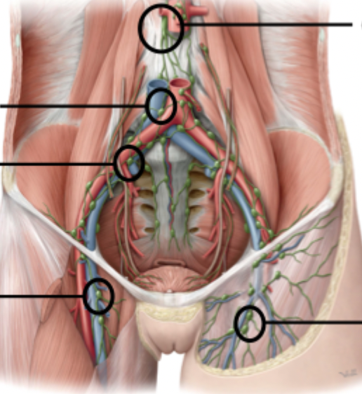 <p>Abdominal Lymphatic Drainage - Deep</p>