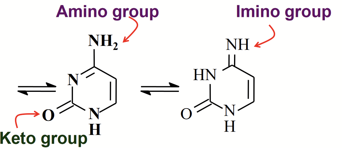 <p>The NH<sub>2</sub> group undergoes tautomerism.</p>