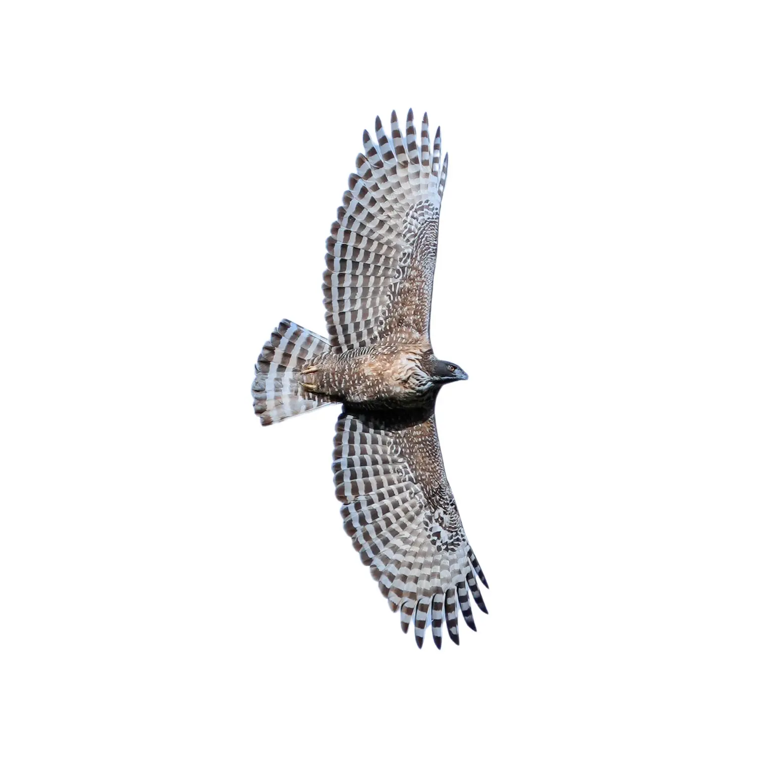 <p>Mountain Hawk Eagle</p>