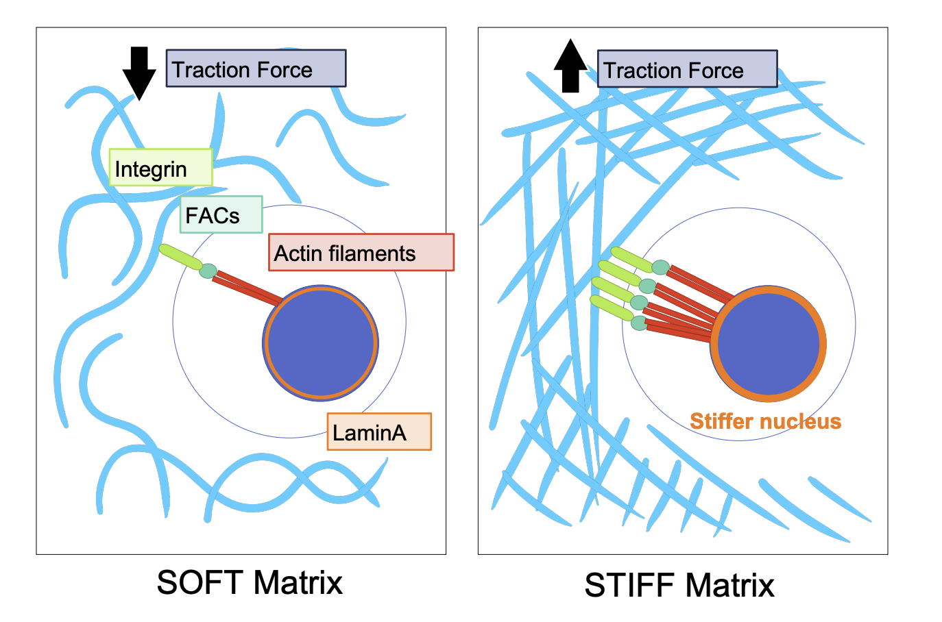<p>Soft = minimal integrins = minimal actin filaments = minimal traction force generated</p><p>Stiff = more traction force (opposite) = stiffer nucleus</p>