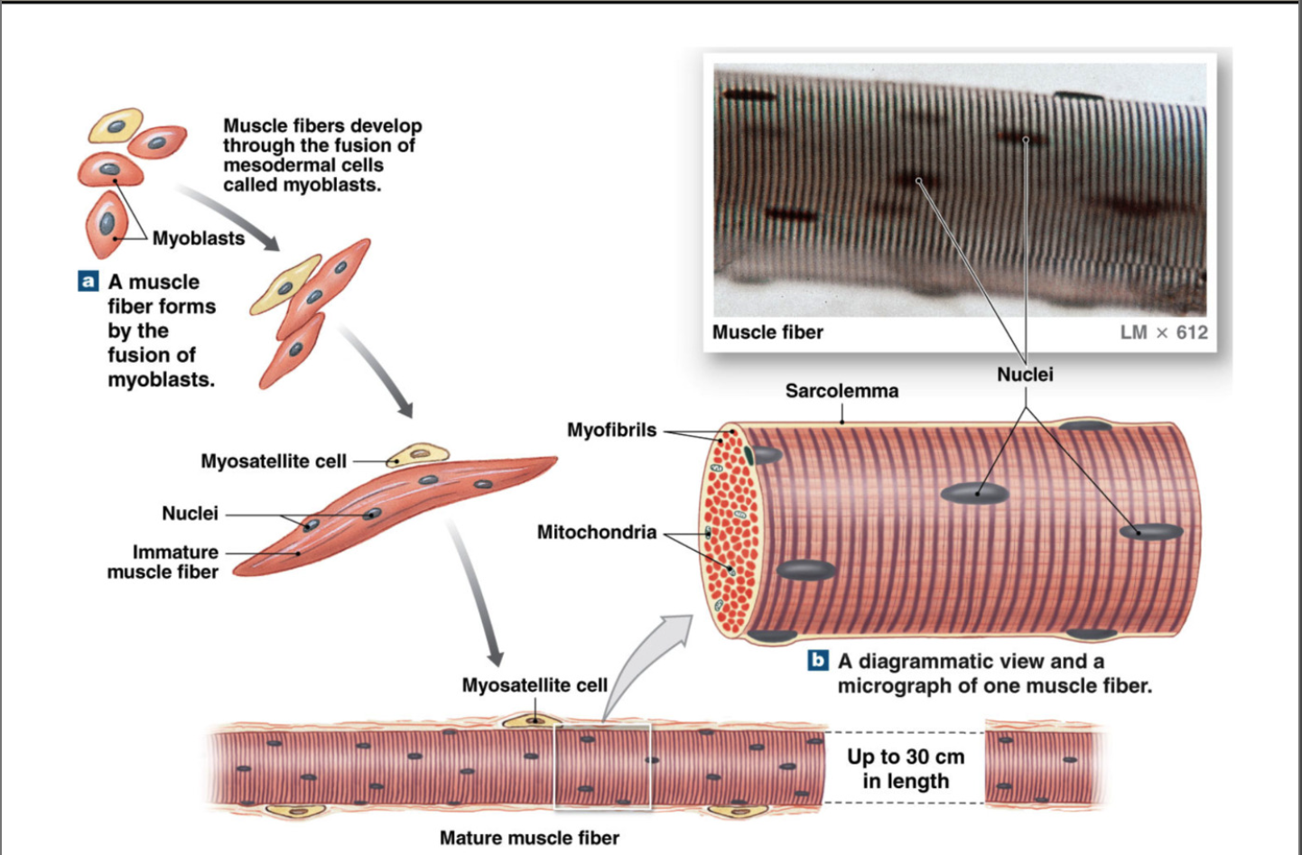 <p>large <strong>multinucleated </strong>cells formed by fusion of many myoblasts&nbsp;</p><ul><li><p>myosatellite stem cells → myoblasts</p></li><li><p>multiple myoblasts fuse to form myocyte (muscle fiber cell)</p></li></ul><p></p>