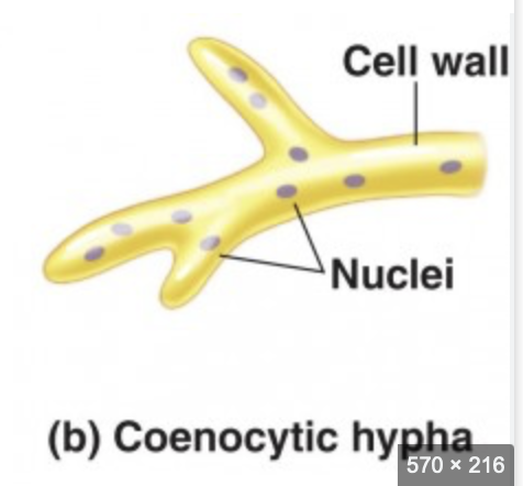<p><span style="color: #000000">Coenocytic hyphae, also known as aseptate hyphae, are a type of fungal filament that lacks </span><span style="color: red"><strong>septa</strong></span><span style="color: #000000"> (cross-walls) and are characterized by being multinucleate.</span></p>