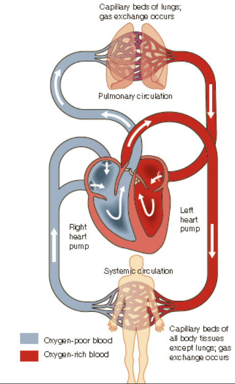 * arteries
  * arteries carry blood away from the heart
  * arteries have elasticity and contractility. allowing them to be effective in transporting blood around the body
  * thick, muscular vessels
  * become smaller as they divide and eventually branch into arterioles
* capillaries
  * microscopic vessels that connect to arterioles and venules
  * found near most cells in the body
  * primary function: permit the exchange of nutrients and waste products
* veins
  * carry blood to the heart
  * their anatomy is very similar to that of an artery. only thinner in some instances
  * veins gradually become larger and stem from the smaller vessels, called venules