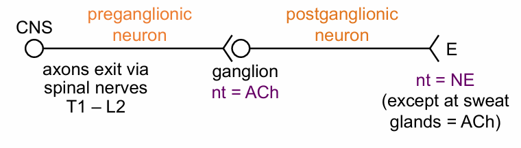 <p>ACh (instead of NE)</p>