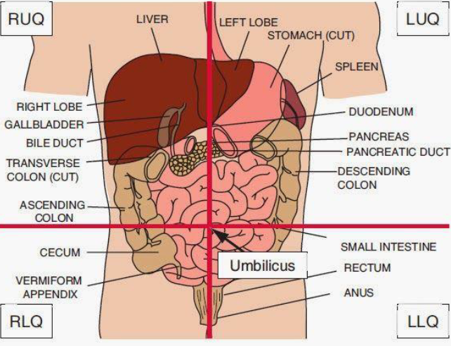 knowt flashcard image
