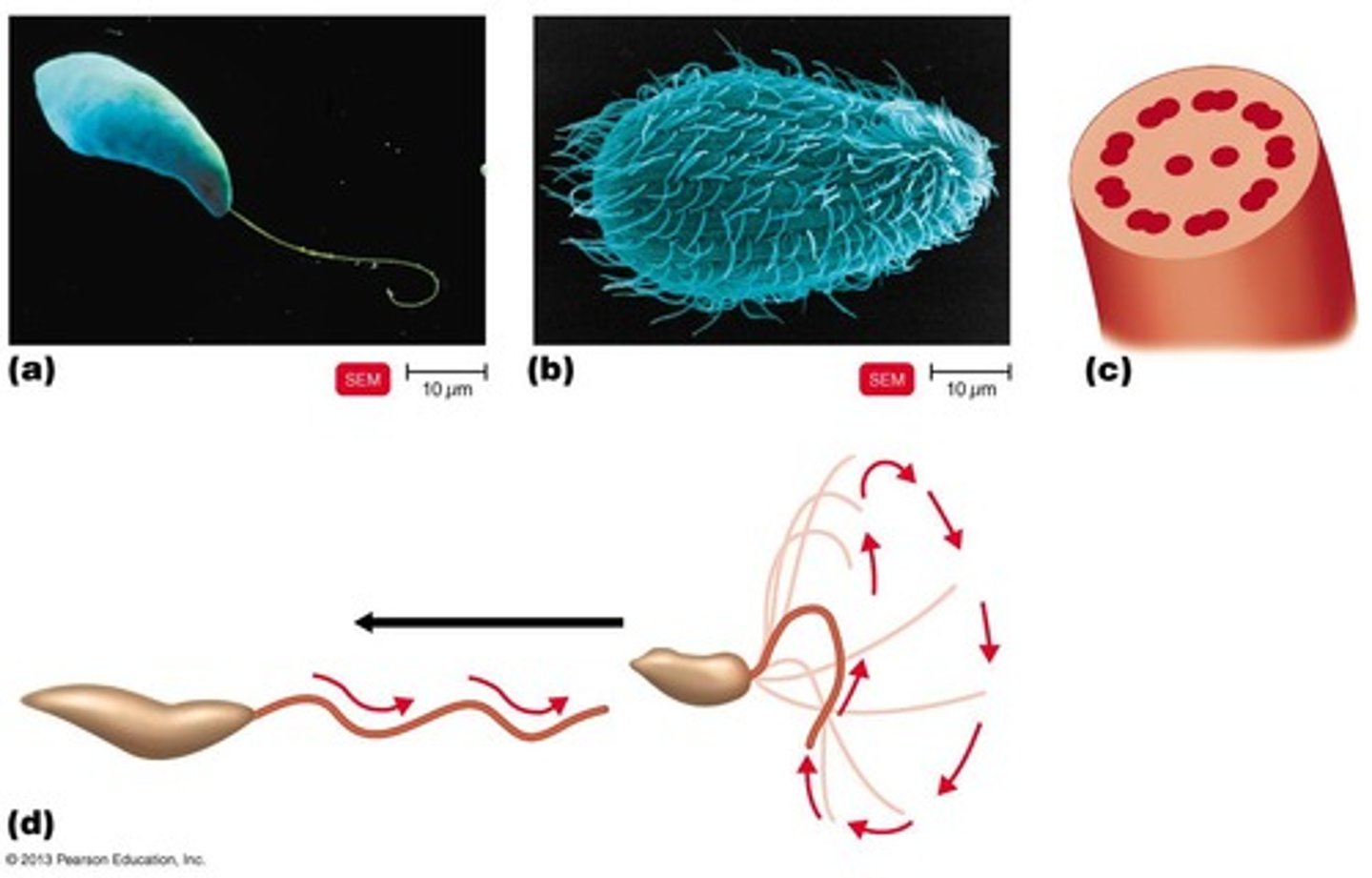 <p>Composed of microtubules arranged in 9 pairs + 2.</p>