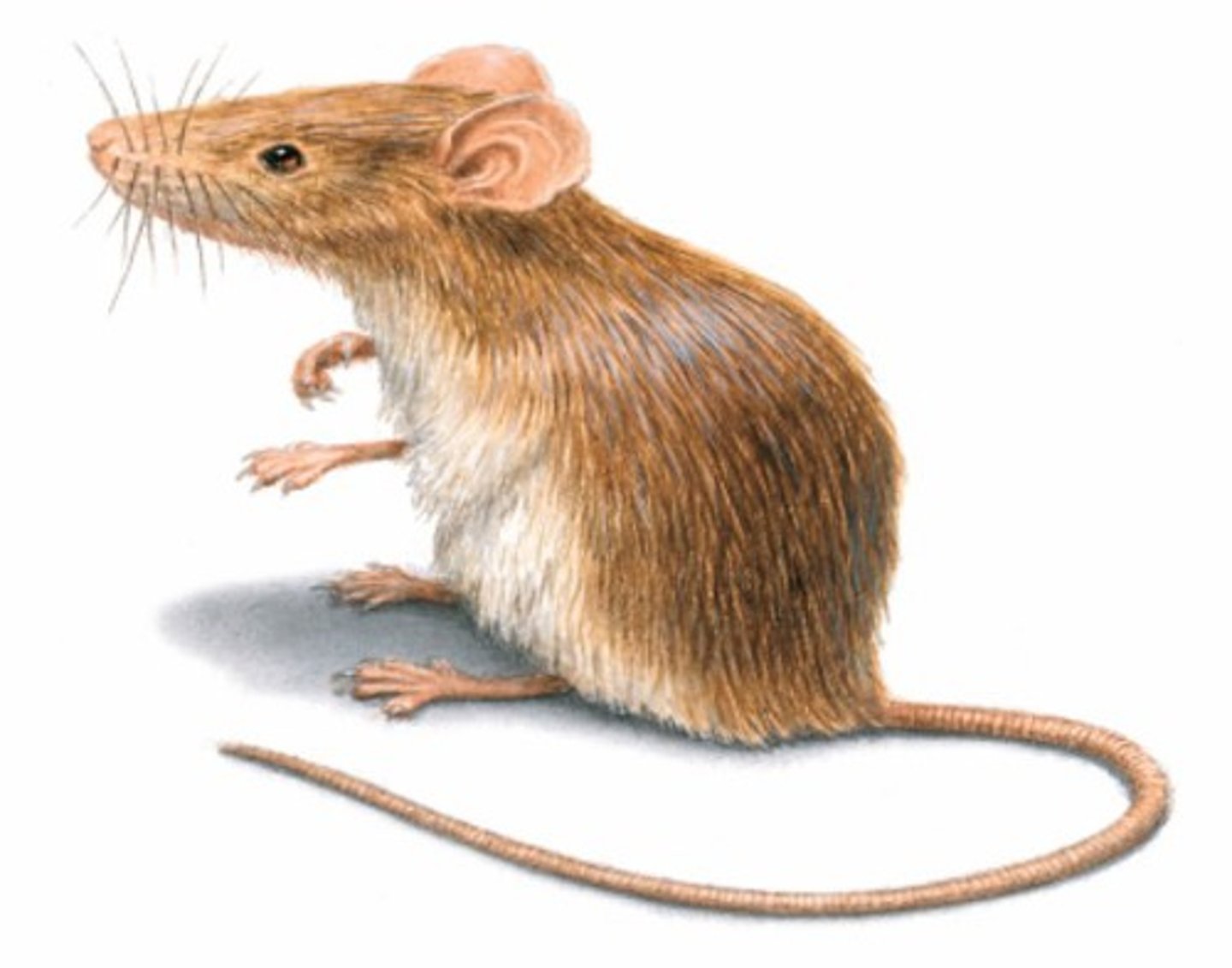 <p>mouse</p>
