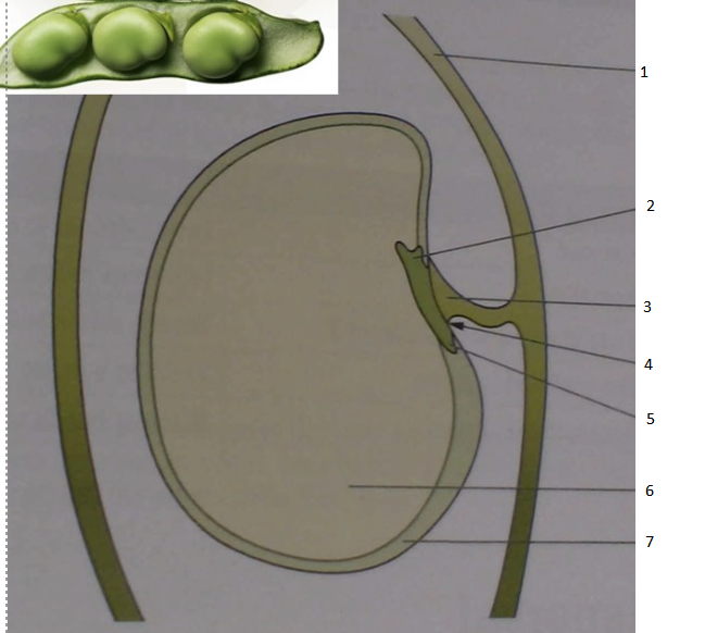 <p>Identify the type of seed and label the diagram</p>