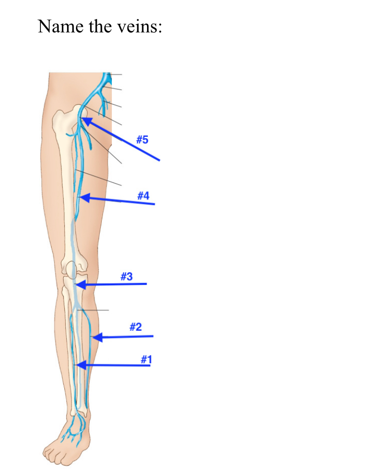 <p>Name the veins</p>