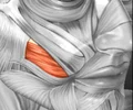compresses cheek
