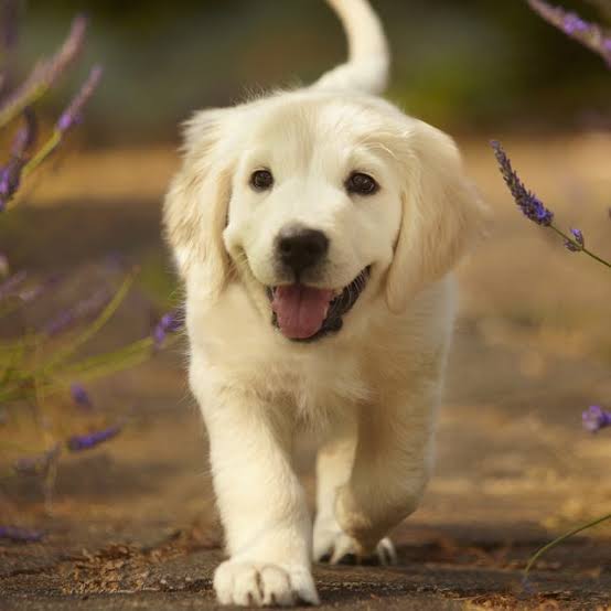 <p>I knew that</p><p>I knew that dogs were very cute </p>