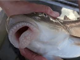 <p>Downward pointing mouth; often found in bottom-feeding fish</p>