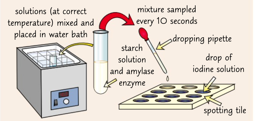 <ol><li><p>enzyme amylase catalyses the breakdown of starch to maltose</p></li><li><p>put a drop of iodine solution into each well. every 10 seconds drop a sample of the mixture into a well using a pipette</p></li><li><p>if it remain brown orange starch it no longer present record total time</p></li><li><p>repeat with different temp to see how it affects the time taken for starch to be broken down.</p></li></ol>